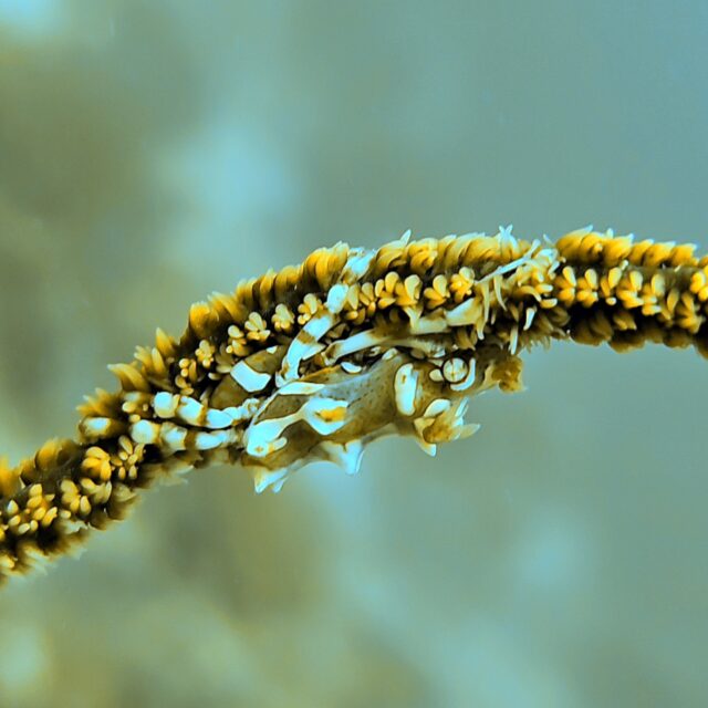 Trip Malapascua รอบนี้ เจอน้ำเย็นยะเยือก แต่สมาชิกก็ไม่หวั่น เจอของเยอะ ที่พักนอนสบาย กินอยู่มีความสุข

น้อง Treasures shark ย้ายบ้านแล้ว แต่ยังมาโชว์ตัวให้ดูเหมือนเดิม แถมมีเจ้า Tiger shark ตัวอ้วนๆมาให้ดู และแอบขนลุกกันอีกด้วย..

ทริปนี้สนุกมาก.. ไว้มากันอีกนะ.. 

PS: รูปจากกล้องมือถือ และ Housing Diveroid นะจ๊ะ